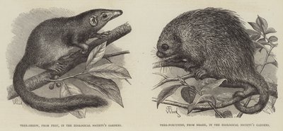 The Tree Shrew and Tree Porcupine by Thomas W. Wood